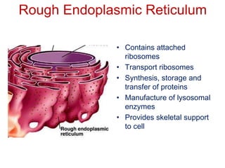Cell Organelles ppt | PPTX