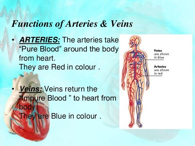 The Heart Science 7th class powerpoint presentation