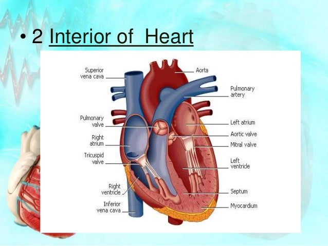 Heart Images In Science - In particular, the cleveland database is the