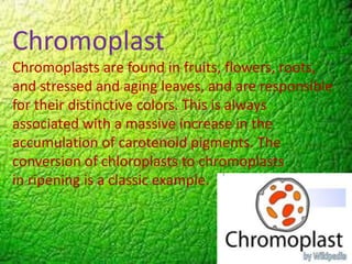 Chromoplast
Chromoplasts are found in fruits, flowers, roots,
and stressed and aging leaves, and are responsible
for their distinctive colors. This is always
associated with a massive increase in the
accumulation of carotenoid pigments. The
conversion of chloroplasts to chromoplasts
in ripening is a classic example.