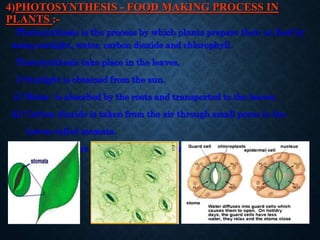 4)PHOTOSYNTHESIS - FOOD MAKING PROCESS IN
PLANTS :-
Photosynthesis is the process by which plants prepare their on food by...
