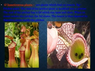 • ii) Insectivorous plants :- are plants which feed on insects. Eg:-
Pitcher plant. The leaf of the pitcher plant is modif...
