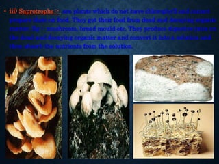 • iii) Saprotrophs :- are plants which do not have chlorophyll and cannot
prepare their on food. They get their food from ...