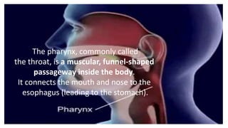 The pharynx, commonly called
the throat, is a muscular, funnel-shaped
passageway inside the body.
It connects the mouth and nose to the
esophagus (leading to the stomach).
 