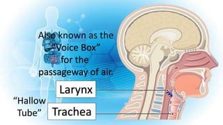 Larynx
Trachea
Also known as the
“Voice Box”
for the
passageway of air.
“Hallow
Tube”
 