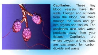 Capillaries: These tiny
blood vessels have thin
walls. Oxygen and nutrients
from the blood can move
through the walls and get
into organs and tissues. The
capillaries also take waste
products away from your
tissues. Capillaries are
where oxygen and nutrients
are exchanged for carbon
dioxide and waste.
 