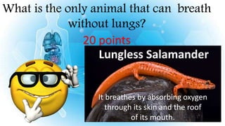 What is the only animal that can breath
without lungs?
20 points
Lungless Salamander
It breathes by absorbing oxygen
through its skin and the roof
of its mouth.
 