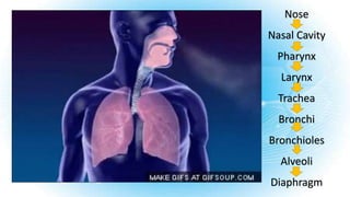 Nose
Nasal Cavity
Pharynx
Larynx
Trachea
Bronchi
Bronchioles
Alveoli
Diaphragm
 