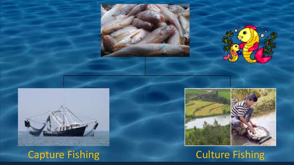 FISH PRODUCTION