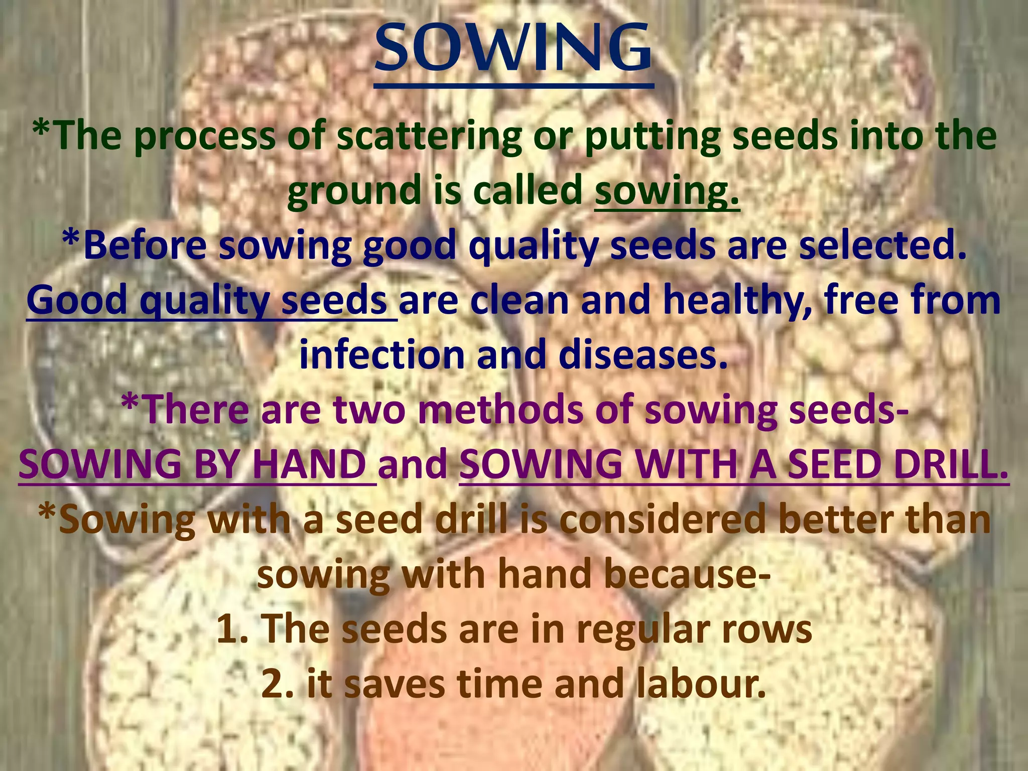 SOWING
*The process of scattering or putting seeds into the
ground is called sowing.
*Before sowing good quality seeds are selected.
Good quality seeds are clean and healthy, free from
infection and diseases.
*There are two methods of sowing seeds-
SOWING BY HAND and SOWING WITH A SEED DRILL.
*Sowing with a seed drill is considered better than
sowing with hand because-
1. The seeds are in regular rows
2. it saves time and labour.
 