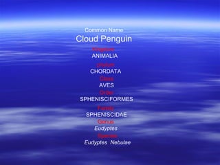 Common Name Cloud Penguin Kingdom  ANIMALIA phylum CHORDATA Class AVES Order SPHENISCIFORMES Family  SPHENISCIDAE Genus  Eudyptes  Species Eudyptes  Nebulae 