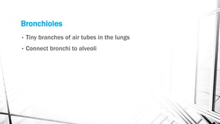 Bronchioles
• Tiny branches of air tubes in the lungs
• Connect bronchi to alveoli
 