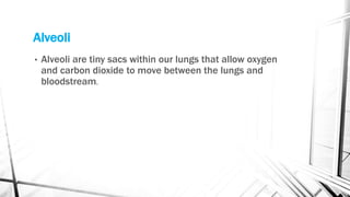 Alveoli
• Alveoli are tiny sacs within our lungs that allow oxygen
and carbon dioxide to move between the lungs and
bloodstream.
 
