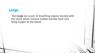 Lungs
• The lungs are a pair of breathing organs located with
the chest which remove carbon dioxide from and
bring oxygen to the blood.
 