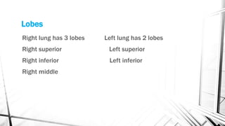 Lobes
Right lung has 3 lobes Left lung has 2 lobes
Right superior Left superior
Right inferior Left inferior
Right middle
 