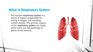 What is Respiratory System
• The human respiratory system is a
series of organs responsible for
taking in oxygen and expelling
carbon dioxide. The primary organs
of the respiratory system are lungs,
which carry out this exchange of
gases as we breathe.
 