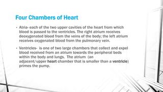 Four Chambers of Heart
• Atria- each of the two upper cavities of the heart from which
blood is passed to the ventricles. The right atrium receives
deoxygenated blood from the veins of the body; the left atrium
receives oxygenated blood from the pulmonary vein.
• Ventricles- is one of two large chambers that collect and expel
blood received from an atrium towards the peripheral beds
within the body and lungs. The atrium (an
adjacent/upper heart chamber that is smaller than a ventricle)
primes the pump.
 