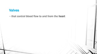 Valves
• that control blood flow to and from the heart
 