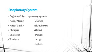 Respiratory System
• Organs of the respiratory system
• Nose/Mouth Bronchi
• Nasal Cavity Bronchioles
• Pharynx Alveoli
• Epiglottis Pleura
• Trachea Lungs
Lobes
 