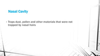 Nasal Cavity
• Traps dust, pollen and other materials that were not
trapped by nasal hairs
 