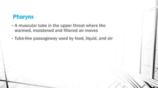 Pharynx
• A muscular tube in the upper throat where the
warmed, moistened and filtered air moves
• Tube-like passageway used by food, liquid, and air
 