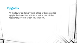 Epiglottis
• At the lower end pharynx is a flap of tissue called
epiglottis closes the entrance to the rest of the
reparatory system when you swallow.
 