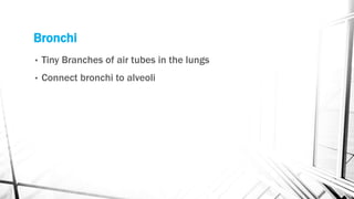 Bronchi
• Tiny Branches of air tubes in the lungs
• Connect bronchi to alveoli
 