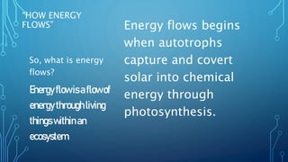 “HOW ENERGY
FLOWS” Energy flows begins
when autotrophs
capture and covert
solar into chemical
energy through
photosynthesis.
So, what is energy
flows?
Energyflowisaflowof
energythroughliving
thingswithinan
ecosystem.
 