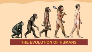 THE EVOLUTION OF HUMANS
 