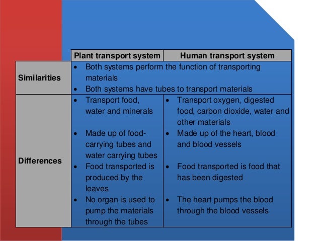 Science primary 4 the human circulatory system