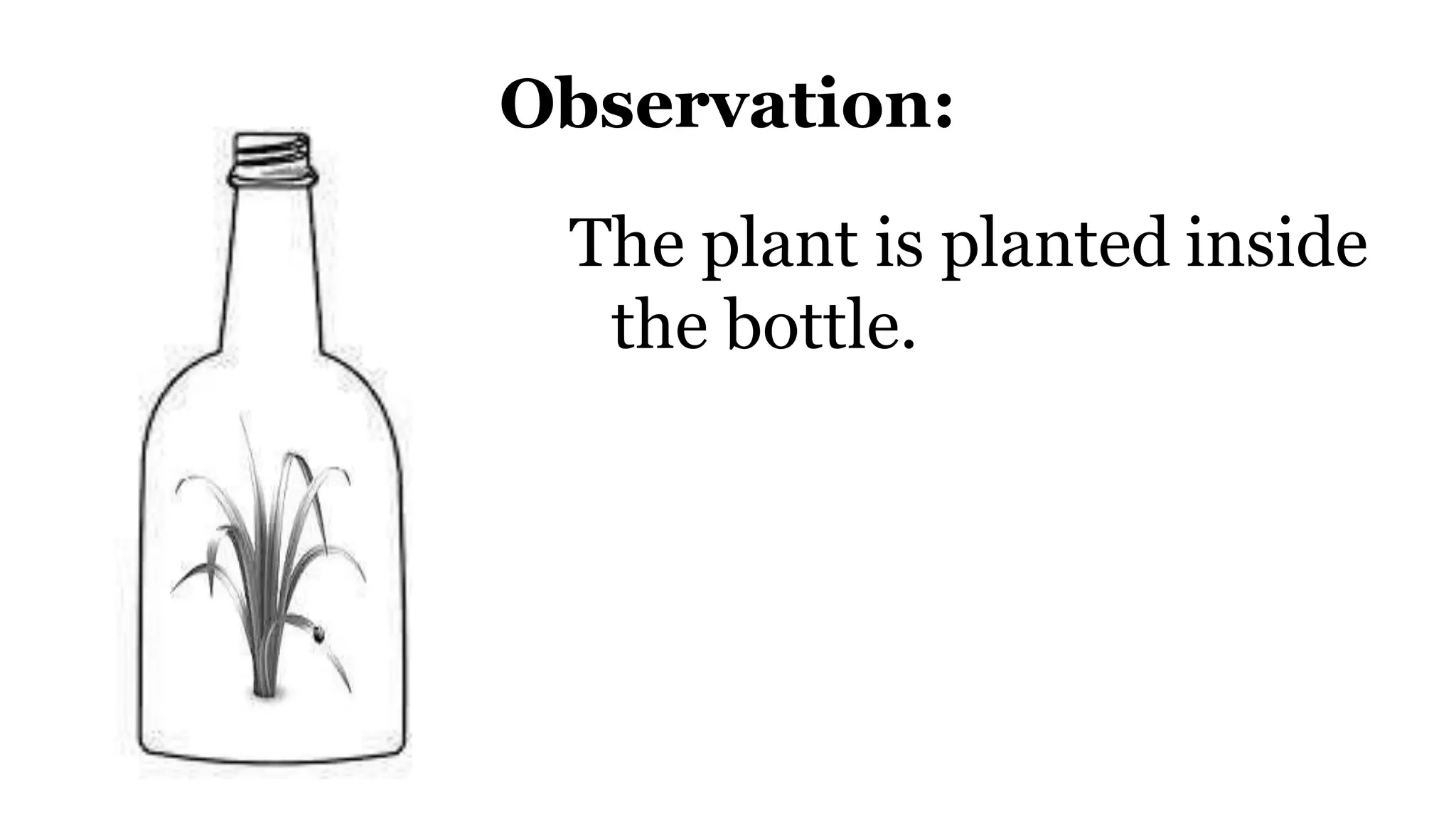 Observation:
The plant is planted inside
the bottle.
 
