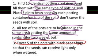 1. Find 10 identical potting containers and
fill them with the same type of potting soil.
Place 3 pinto bean seeds in each potting
container on top of the soil-- don’t cover the
seeds with soil.
2. All ten of the pots are to be placed in the
same area, getting the same amount of
sunlight for two weeks, but:
3. Cover 5 of the pots with black paper bags
so that the seeds can receive light only
when watered.
 