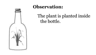Observation:
The plant is planted inside
the bottle.
 