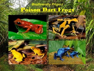 Biodiversity Project
Poison Dart Frogs
 