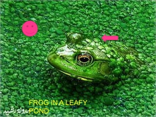 FROG IN A LEAFY
POND
 