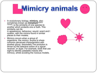  In evolutionary biology, mimicry, also
  sometimes known as mimetism[citation
  needed], is the similarity of one species to
  another which protects one or both. This
  similarity can be
  in appearance, behaviour, sound, scent and l
  ocation, with the mimics found in similar
  places to their models.
 Mimicry occurs when a group of
  organisms, the mimics, evolve to share
  common perceived characteristics with
  another group, themodels.The evolution is
  driven by the selective action of a signal-
  receiver, or dupe. For example, birds that use
  sight to identify palatable insects (the
  mimics), whilst avoiding the noxious models.
 