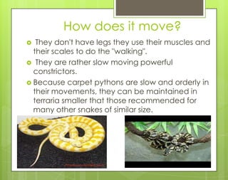 2N1 Carpet Python Science Project | PPT