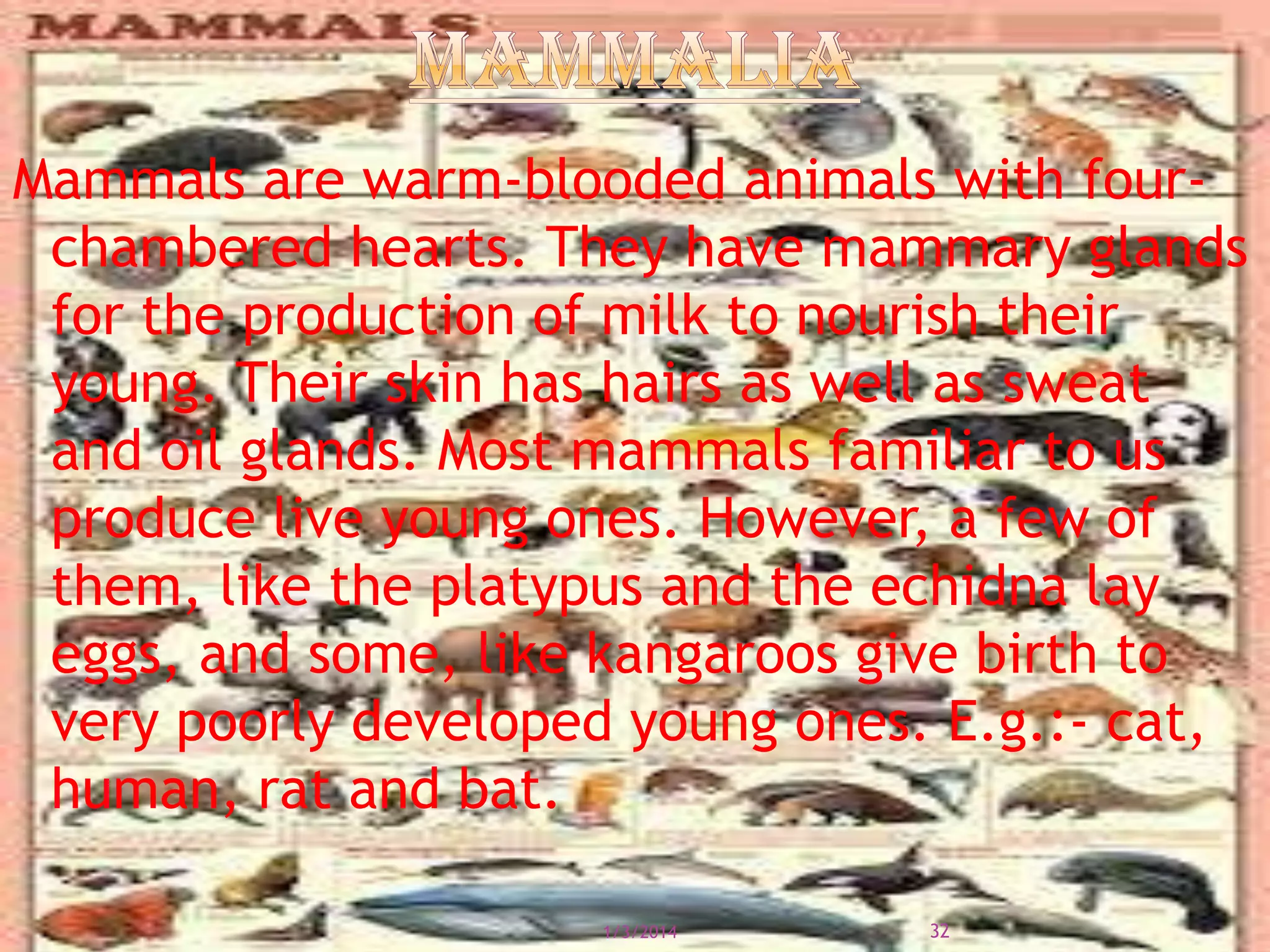 Mammals are warm-blooded animals with fourchambered hearts. They have mammary glands
for the production of milk to nourish their
young. Their skin has hairs as well as sweat
and oil glands. Most mammals familiar to us
produce live young ones. However, a few of
them, like the platypus and the echidna lay
eggs, and some, like kangaroos give birth to
very poorly developed young ones. E.g.:- cat,
human, rat and bat.
1/3/2014

32

 