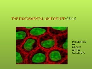 THE FUNDAMENTAL UNIT OF LIFE: CELLS
PRESENTED
BY
RACHIT
AHUJA
CLASS-9-C
 