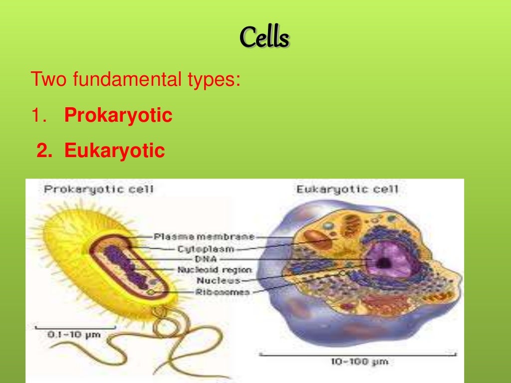 fundamental unit of life :cell