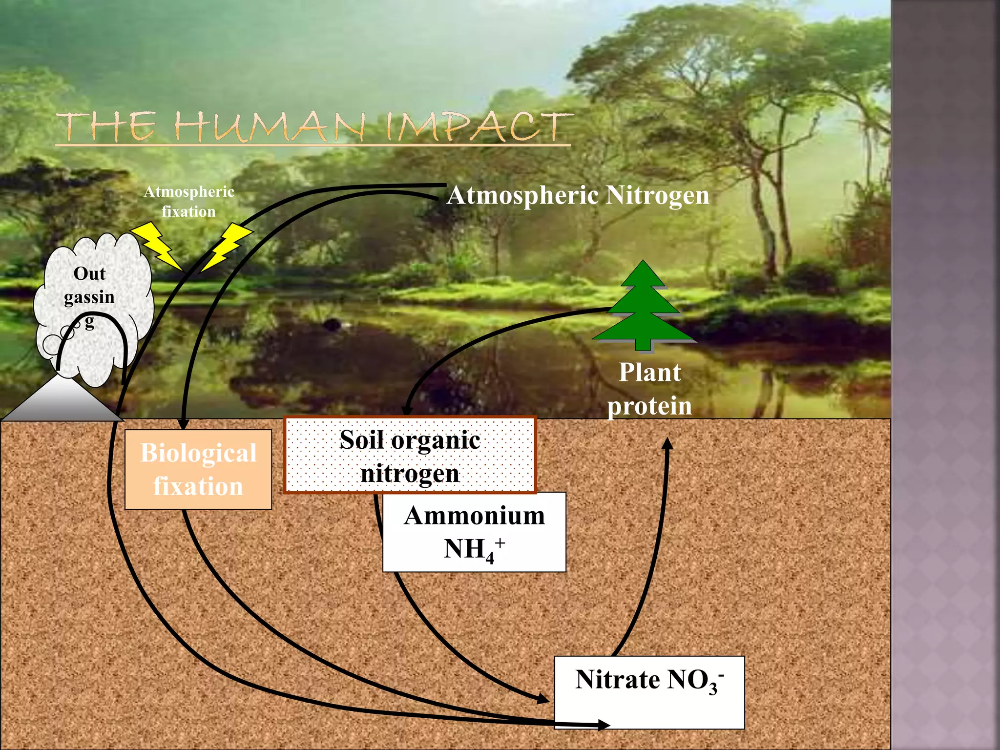 Nitrate NO3
-
Atmospheric
fixation
Out
gassin
g
Plant
protein
Atmospheric Nitrogen
Ammonium
NH4
+
Soil organic
nitrogen
Biological
fixation
 