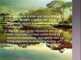 Nitrogen Cycle & Nitrogen Fixation | PPTX
