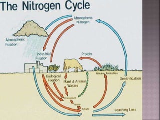 Nitrogen Cycle & Nitrogen Fixation | PPTX