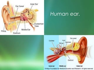 Human ear.
 