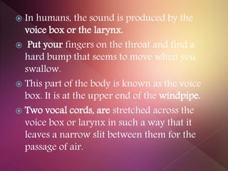  In humans, the sound is produced by the
voice box or the larynx.
 Put your fingers on the throat and find a
hard bump that seems to move when you
swallow.
 This part of the body is known as the voice
box. It is at the upper end of the windpipe.
 Two vocal cords, are stretched across the
voice box or larynx in such a way that it
leaves a narrow slit between them for the
passage of air.
 