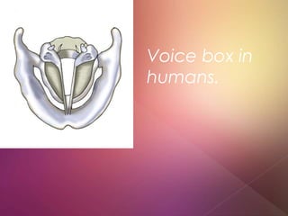 Voice box in
humans.
 