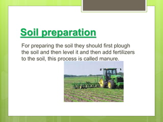 Soil preparation
For preparing the soil they should first plough
the soil and then level it and then add fertilizers
to the soil, this process is called manure.
 