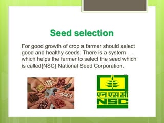 Seed selection
For good growth of crop a farmer should select
good and healthy seeds. There is a system
which helps the farmer to select the seed which
is called{NSC} National Seed Corporation.
 