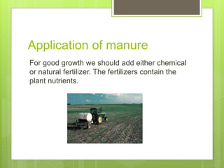 Application of manure
For good growth we should add either chemical
or natural fertilizer. The fertilizers contain the
plant nutrients.
 