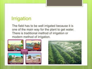 Irrigation
The field has to be well irrigated because it is
one of the main way for the plant to get water.
There is traditional method of irrigation or
modern method of irrigation.
 